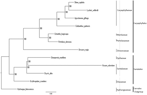 Figure 1. The best ML phylogeny recovered from plastomes included in this study. Accession numbers: Erythropalum scandens (This study), Osyris alba NC_027960.1, Viscum coloratum NC_035414.1, Champereia manillana NC_034931.1, Agrostemma githago NC_023357.1, Colobanthus quitensis NC_028080.1, Lychnis wilfordii NC_035225.1, Silene capitata NC_035226.1, Drosera regia NC_035415.1, Cistanthe longiscapa NC_035140.1, Portulaca oleracea NC_036236.1, Hydrangea luteovenosa NC_035662.1 (lower in the figure).