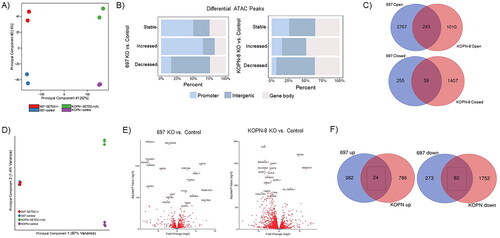 Figure 5. SETD2 loss leads to cell line specific chromatin associability and transcriptional changes. (A) Principal component analysis (PCA) of duplicate ATACseq peaks from 697 and KOPN-8 control and SETD2-/+ lines. (B) Association bar plot showing the percentage of stable, increased, or decreased ATAC peaks that lie within promoter, intergenic, or gene body regions. (C) Venn diagram showing overlap of genes assigned to nearest differential ATAC peak between 697 and KOPN-8. (D) PCA of triplicate RNAseq data from 697 and KOPN-8 control and SETD2-/+ lines. (E) Volcano plots demonstrating differentially expressed genes (abs(L2FC) >0.32, p-value <0.05) per cell line from SETD2 KO (-/+) compared to control. (F) Venn diagram showing overlap of differentially expressed genes assessed by RNAseq comparing SETD2 KO (-/+) to control.