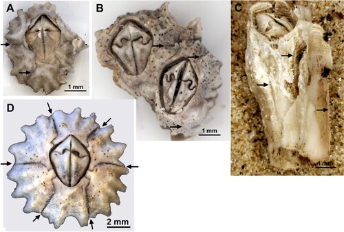Figure 1. Chthamalus dentatus from Southern Africa. A. Young specimen from Port Elizabeth, South Africa. B. Eroded specimens from Mowe Bay, Namibia. C. Cylindrical specimen from Mowe Bay. D. Specimen from Port Elizabeth.