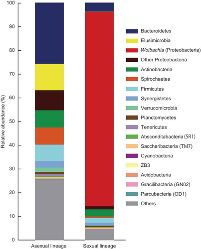 Figure 1. Bacterial taxa associated with the termite Glyptotermes nakajimai. The left bar graph is for the asexual lineage and the right is for the sexual lineage. Bacterial screening is based on whole workers (excluding guts) (n = 15).