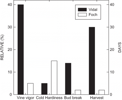 FIGURE 1 Diagrammatic representation of phenological characteristics of the two cultivars utilized in the experiment. On a relative scale, ‘Vidal’ tends to have higher vine vigor (+40%) and reduced cold hardiness (-10%) than Foch. Also, ‘Vidal’ tends to commence bud break 10–14 days later than ‘Foch’ and harvest for ‘Vidal’ is 25–30 days later than Foch in Michigan. Bud break for Foch is between the end of April and the first week of May. Harvest for Foch is between the last week of August and the first week of September (unpublished data from Michigan Lake Shore Appellation).