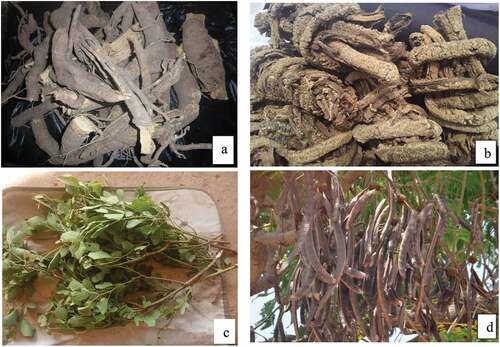 Figure 7. Examples of plant parts used for herbal medicine (a) roots of Balanites aegyptiaca, (b) stripped bark of Pteleopsis suberosa, (c) leaves of Piliostigma thonningii, and fruits (d) of Parkia biglobosa.