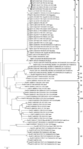 Figure 2. Phylogenetic analysis of group C rotavirus based on VP6 genes of human, swine, cattle, dog and ferret origin at nucleotide level. Phylogenetic reconstruction was performed using maximum likelihood method (1000 bootstrap replicates) in MEGA 6 software. The Tamura-3+G algorithm was identified using Find best DNA/protein model tool available in MEGA 6 which was confirmed with FindModel online tool (http://www.hiv.lanl.gov/content/sequence/findmodel/findmodel.html). Numbers on branches indicate percentages of bootstrap support from 1000 replicates. VP6 gene based I typing of RVC is denoted along with clusters. Sub-clades within human type RVC are depicted in square brackets. Host species depicted are human (Hu); cattle (Bo); pig (Por); dog (Can) and ferret. Strains/isolates are represented according to their host species, accession number, gene, strain, year of isolation and country of origin. Isolates of the current study are denoted by solid dots.