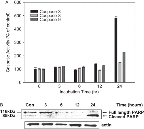 Figure 3.  Effect of dichloromethane fraction on capase activities and PARP protein expression. Caspase-3, caspase-8, and caspase-9 activity (A) and Poly (ADP ribose) polymerase (PARP) protein expression (B) by treatment of dichloromethane fraction on KB cells. Actin was used to ensure equal protein loading.