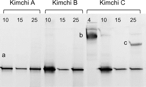 Figure 3. PCR-DGGE analysis of yeast communities in three types of kimchi after white-colony formation. Kimchi was fermented at 4, 10, 15, or 25 °C until white colonies appeared on the surface. Note that white-colony formation at 4 °C was detected only in kimchi C. Bands labeled with letters were excised, and their DNA sequences were determined for identification of yeasts (see text). Numbers above each lane represent fermentation temperature (°C).