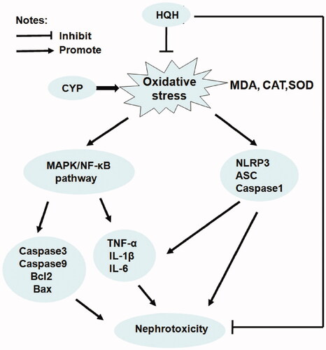 Figure 8. Proposed mechanisms of HQH-mediated protection to CYP-induced nephrotoxicity in rats.
