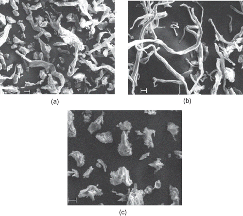 Figure 1 Microphotographs of the different fibres: (a) wheat fibre 101; (b) wheat fibre 200; (c) apple fibre. (Scale = 20 μm.)
