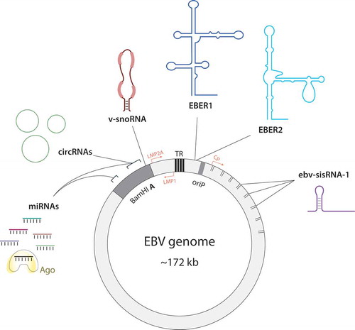 Figure 1. EBV expresses several types of ncRNAs. The gene loci for the many EBV ncRNAs are indicated within the circular viral episome, which is ~172 kb long. The location of the TR regions, the origin of replication (oriP) necessary for genome replication during latency, and the BamHI A fragment are indicated. The promoters for the LMP2A and LMP1 genes as well as the major latency promoter Cp, from which all EBNA genes are expressed, are also shown (please see Young and Rickinson [Citation87] for further details on the EBV genome organization). The ticks represent exons W1 and W2 of the BamHI W repeats, of which more than five copies are present in the genome and constitute the internal repeat region. Ebv-sisRNA-1 originates from the intron between exon W1 and W2, likely from each of the intronic regions of W repeats (please note that only three lines are shown here for simplicity). Most EBV miRNAs (>38) are expressed from two BART clusters (brackets); 6 annotated miRNAs are expressed from the BHRF1 gene, which are not indicated here. The gene locus from which the predominant circRNAs during latency (circBART/circRPMS1) originate is also indicated; other circRNA loci are not shown