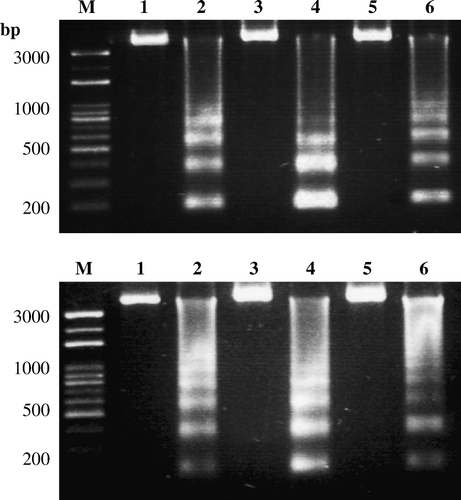 Figure 2.  DNA fragmentation analysis in ARV-infected chicken tissues. Apoptosis induction by ARV S1133 in chicken tissues, heart, kidney, bursa (upper panel; lanes 2, 4, and 6), liver, tendon, and intestine (lower panel; lanes 2, 4, and 6) was detected by DNA fragmentation analysis. Mock-infected chicken tissues, heart, kidney, bursa (upper panel; lanes 1, 3, and 5), liver, tendon, and intestine (lower panel; lanes 1, 3, and 5) were used as negative controls. The chromosomal DNA was separated on a 1.5% agarose gel.