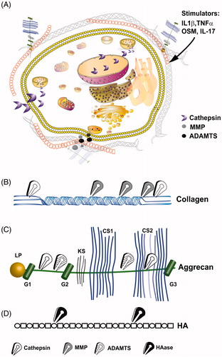 Figure 1. Intracellular and extracellular proteolytic targeting of articular cartilage. (A) Illustration of an articular chondrocyte embedded in extracellular matrix composed of HA, aggrecan and collagen type II fibrils. Upon pro-catabolic stress, proteolytic enzymes as MMPs and ADAMTS are released to the extracellular space via exocytotic vesicles, while lysosomal cathepsins are also found throughout the cellular compartments, due to leaky lysosomes. One cellular protein target of cathepsins is SIRT1 which is cleaved (i.e. 75SIRT1) and exported from the nucleus under proinflamtory conditions, as also reported for Bid (Cirman et al., Citation2004; Dvir-Ginzberg et al., Citation2011). (B) Collagen type II cleavage by cathepsins (white scissors), MMP (grey scissors). MMPs target the collagen type II triple helix, generating Helix-II, C2C, Coll2-1NO2/Coll2-1 and C1,C2 neo-peptides (Dejica et al., Citation2012; Rousseau & Delmas, Citation2007). Cathepsins are capable of cleaving the collagen type II N-telopeptide (i.e. generating C2K, PIINP and PIIANP) and C-telopeptide (i.e. generating CTX-II neopeptide fragments) (Dejica et al., Citation2012; Rousseau & Delmas, Citation2007). (C) ADAMTS (striped scissors) mediated cleavage of aggrecan between the G1/G2 domains and several regions between the G2 and G3 which are glycosylated with keratin sulfate (KS) and chondroitin sulfate (CS) (Fosang et al., Citation2008). Cathepsin (B and D; blue scissors) additionally cleave G1/G2 domains and targets chondroitin sulfate attachment regions (Handley et al., Citation2001; Mort et al., Citation1998). (D) Linear hyaluronic acid is cleaved by hyaluronidase (HAse; black scissors) at the β(1,4) site between N-acetyl-d-glucosamine and d-gluroniuc acid leading to smaller and random fragments which reduce the overall molecular weight of the HA mesh within articular cartilage.