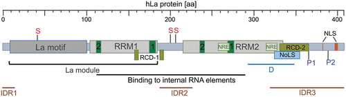 Figure 1. Domain structure and key PTMs of human La protein (hLa, 408 aa)