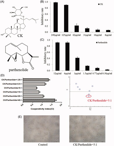 Figure 1. (A) The chemical structures of CK and parthenolide. The effects of (B) CK or (C) parthenolide on A549 cellular proliferation. (D) The cooperativity index (CI) of parthenolide (1.5 μg/mL) combined with the indicated concentrations of CK. (E) Cells were photographed after treated with CK and parthenolide (at ratios weight = 5:1) for inhibited cellular proliferation evaluation.