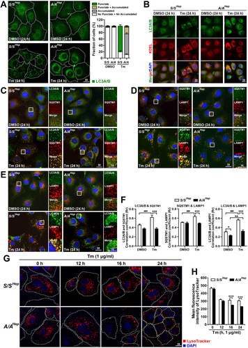 Figure 2. Autophagy is impaired in A/A cells during ER stress. (A) Representative IF images of LC3A/B in S/SHep and A/AHep cells treated with DMSO (vehicle) or Tm (1 µg/mL) for 24 h. The dotted white line defines the cell boundary. Scale bar: 20 µm. The graph depicts the fraction (%) of cells with different LC3A/B staining patterns (the “punctate” group represents cells with LC3A/B-positive puncta only, the “punctate + accumulated” group represents cells with both LC3A/B-positive puncta and condensed LC3A/B staining in the perinuclear region, the “accumulated” group represents cells with condensed LC3A/B staining only in the perinuclear region, and “no punctate + no accumulated” represents cells with neither LC3A/B-positive puncta nor condensed LC3A/B staining in the perinuclear region). Data are presented as mean ± SEM of three independent experiments (at least 150 cells per condition). (B) Representative IF images of an autophagosome marker (LC3A/B, green) and an ER marker (KDEL, red) in S/SHep and A/AHep cells treated with DMSO or Tm (1 µg/mL) for 24 h. Nuclei were stained with DAPI (blue). Scale bar: 20 µm. (C–E) Representative IF images of an autophagy marker (LC3A/B) or a cargo marker (SQSTM1) and a lysosome marker (LAMP1) in S/SHep and A/AHep cells treated with DMSO or Tm (1 µg/mL) for 24 h. Cells were fixed and costained with anti-LC3A/B (green) and anti-SQSTM1 (red) antibodies in (C), anti-SQSTM1 (green) and anti-LAMP1 (red) antibodies in (D), and anti-LC3A/B (green) and anti-LAMP1 (red) antibodies in (E). Nuclei were stained with DAPI (blue). The right panels are magnified images of the boxes in the left panels. Scale bars: left panels (20 µm) and right panels (10 µm). (F) Quantification of the colocalization of LC3A/B with SQSTM1 in (C) and LAMP1 with SQSTM1 or LC3A/B in (D and E). (G) Representative LysoTracker staining images of S/SHep and A/AHep cells. Cells were treated with Tm (1 µg/mL) for the indicated durations and stained with LysoTracker (100 nM, red) and Hoechst 33,258 (10 μg/mL, blue) for the last 30 min of the treatment. The dotted white line defines the cell boundary. Scale bar: 20 µm. (H) Quantification of the mean fluorescence intensity (MFI) of LysoTracker in (G). Data in the graphs in (F) and (H) are presented as mean ± SEM of three independent experiments (at least 150 cells per condition). A two-way ANOVA with Sidak’s post hoc test was used in the graphs in (F) and (H).