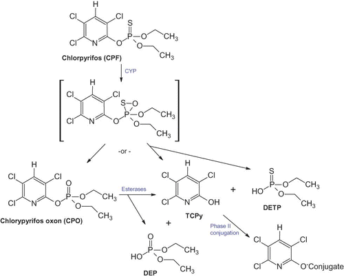FIGURE 1. Major metabolic pathways of chlorpyrifos metabolism. CPF is metabolized by cytochrome P-450 (CYP). CPO is the primary toxic metabolite and is detoxified by esterases including carboxylases and paraoxonase (PON1) (color figure available online).