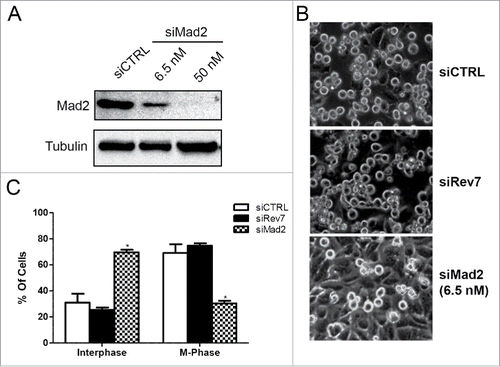 Figure 4. HeLa cells depleted of Rev7 or Mad2 respond differently to nocodazole-induced G2/M cell cycle arrest. (A) Western blots showing partial and complete depletion of Mad2 using different concentrations of siMad2. β-tubulin was used as an internal control. (B) Representative images taken from cells treated with siRev7 or 6.5 nM siMad2 for 48 hrs followed by treatment with 200 ng/ml nocodazole for an additional 24 hrs before taking photographs. (C) Quantitative analysis of the percentage of interphase (flat) and metaphase (round) cells in different treatment groups averaged from 2 experiments with approximately 300 cells in each experiment.