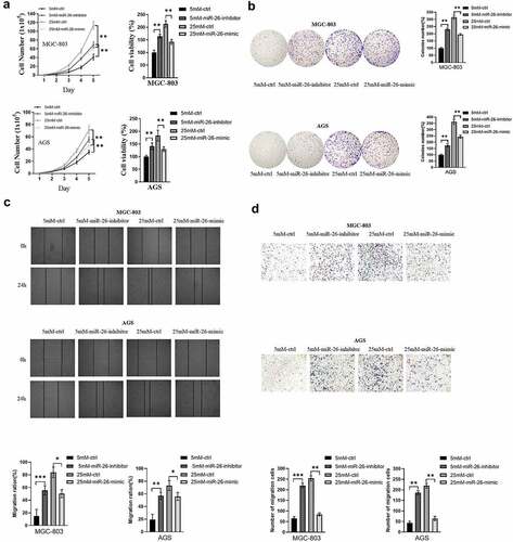 Figure 5. miR-26-5p inhibited hyperglycemia-induced GC malignant phenotype in AGS and MGC803 cells via PFKFB3 downregulation. (a, b) Cell total number assay, MTT assay and colony formation assay were conducted to evaluate the effects of miR-26-inhibitor or miR-26-mimic on proliferation in GC cells cultured in medium with different glucose concentrations(5mM and 25mM); (c, d) The effect of miR-26-inhibitor or miR-26-mimic on migration was examined by wound healing and migration assays in GC cells cultured in medium with different glucose concentrations(5mM and 25mM). *P < 0.05, **P < 0.01, ***P < 0.001