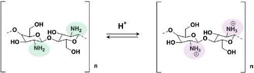 Figure 2. Chitosan protonation/deprotonation.