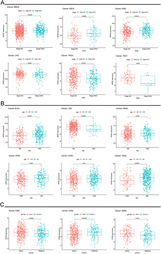 Figure 4 An analysis of APOE expression levels and clinical annotations. (A) Relationship between APOE expression and tumor stages in BRCA, ESCA, KIRC, LIHC, THCA, and TGCT. (B) Relationship between APOE expression and age in BLCA, LGG, PRAD, STAD, UCEC, and THCA. (C) Relationship between APOE expression level and gender in KIRC, LUSC, and SARC.