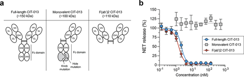 Figure 4. Bivalency is necessary for the NET-inhibitory capacity of CIT-013.