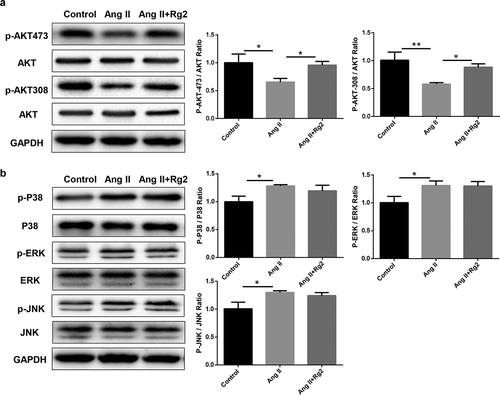 Figure 3. Rg2 activates AKT pathway reduced by Ang II in vitro. (a) Rg2 activated AKT pathway and increased phosphorylation of both p-AKT473 and p-AKT308 (n = 3). (b) Rg2 did not influence MAPK pathway including P38, ERK, and JNK signaling (n = 3). *P < 0.05; **P < 0.01 versus respective control.