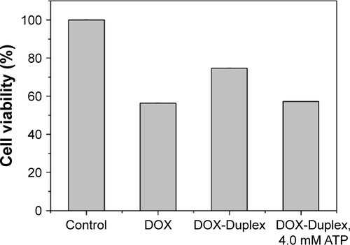 Figure S3 Cell viabilities of PC-3 cells treated with free DOX (0.5 µM) and DOX-Duplex for 48 h.Note: Data were expressed as mean value ± SD of three experiments.Abbreviations: DOX, doxorubicin; ATP, adenosine triphosphate.