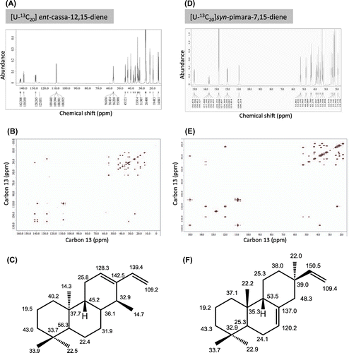 Fig. 4. NMR spectra of [U-13C20] ent-cassa-12,15-diene and [U-13C20] syn-pimara-7,15-diene.