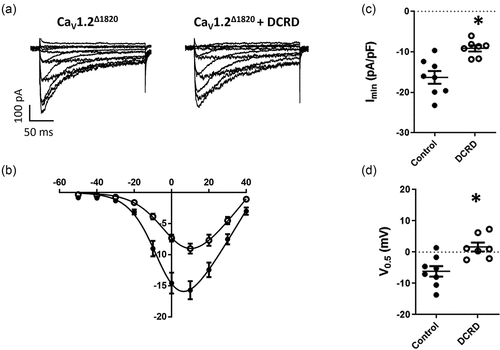 Figure 4. Effect of the DCRD peptide over CaV1.2Δ1820. (a) Representative whole-cell L-type Ba2+ current traces from AD293 cells overexpressing the CaV1.2Δ1820 channel with or without the DCRD peptide. Currents elicited by a voltage step protocol from − 60 to +50 mV in 10-mV increments, Vh = −80 mV. (b) Summary peak current I/V plots (mean ± SEM) obtained from currents family as shown in (A); black lines represent the best fit to a Boltzmann equation. (c) Graph shows the mean ± SEM of the peak Ba2+ current density. (d) Graph shows the mean ± SEM of the midpoint of activation. In every panel, control cells are represented with filled circles and cells co-expressing the DCRD peptide with empty circles. Control data set is the same used in Figure 1. *p < 0.05 with respect to control, n = 8 for control and n = 7 for DCRD peptide.