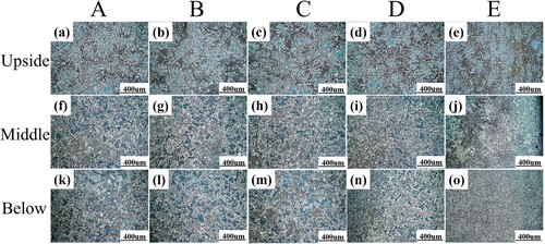 Figure 4. Microstructures on the radial cross-section of D5 samples: (a–e) upper zone (D5-U); (f–j) middle (D5-M); and (k–o) lower zone (D5-B).