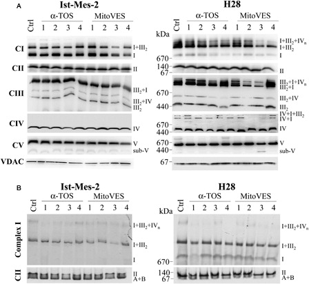 Figure 5. MitoVES affects the mitochondrial complexes assembly. Ist-Mes-2 and H28 cells were allowed to reach 60–70% confluency, after which they were exposed to α-TOS at 50 µM for 0.5 hours (1), 1 hour (2), or 2 hours (3) or at 25 µM for 24 hours (4), or to MitoVES at 5 µM for 0.5 hours (1), 1 hour (2), or 2 hours (3) or at 1 µM for 24 hours (4), and the mitochondrial fraction was prepared. (A) The mitochondrial fraction was subjected to native blue electrophoresis as detailed in the Materials and methods section. The text on the right indicates the position of (super)complexes and partially assembled complexes. (B) The mitochondrial fraction was separated using clear native electrophoresis and the CI and CII in-gel activities were assessed as detailed in the Materials and methods section. The activity related to the position of (super)complexes, as well as partially assembled complexes is indicated by the text on the right. The images are representative of three independent experiments.