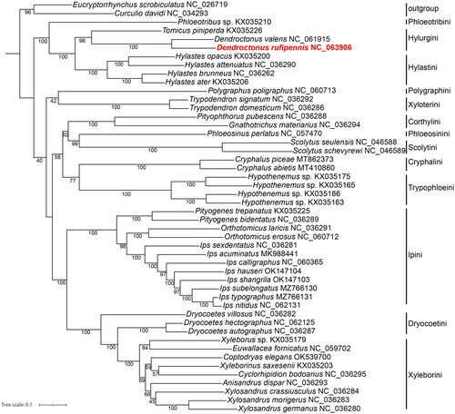 Figure 4. Phylogenetic tree showing the relationship between D. rufipennis and other Scolytinae species based on ML methods. Numbers on branches are Bootstrap values. Eucryptorrhynchus scrobiculatus NC_026719 (Liu et al. Citation2016); Curculio davidi NC_034293 (Xu et al. Citation2017); Dendroctonus valens NC_061915 (Zhang et al. Citation2022); Ips calligraphus NC_060365 (Xu et al. Citation2021); Polygraphus poligraphus NC_060713, Orthotomicus erosus NC_060712, I. subelongatus MZ766130, I. typographus MZ766131, I. nitidus NC_062131, Dryocoetes hectographus NC_062125 (Du et al. Citation2021); I. hauseri OK147104, I. shangrila OK147103 (Du et al. Citation2022); Euwallacea fornicatus NC_059702 (Wang et al. Citation2020); Coptodryas elegans OK539700 (Guo et al. Citation2022); Phloeotribus sp. KX035210, Tomicus piniperda KX035226, Hylastes opacus KX035200, H. attenuatus NC_036290, H. brunneus NC_036262, H. ater KX035206, Trypodendron signatum NC_036292, T. domesticum NC_036286, Pityophthorus pubescens NC_036288, Gnathotrichus materiarius NC_036294, Phloeosinus perlatus NC_057470, Scolytus seulensis NC_046588, S. schevyrewi NC_046589, Cryphalus piceae MT862373, C. abietis MT410860, Hypothenemus sp. KX035175, KX035165, KX035186, KX035163, Pityogenes trepanatus KX035225, P. bidentatus NC_036289, Orthotomicus laricis NC_036291, I. sexdentatus NC_036281, I. acuminatus MK988441, Dryocoetes villosus NC036282, D. autographus NC_036287, Xyleborus sp. KX035179, Xyleborinus saxesenii KX035203, Cyclorhipidion bodoanus NC_036295, Anisandrus dispar NC_036293, Xylosandrus crassiusculus NC_036284, X. morigerus NC_036283, X. germanus NC_036280 (unpublished).