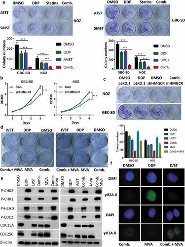 Figure 5. Lovastatin-enhanced chemosensitivity is due to on-target inhibition of the mevalonate pathway. (a) Chemical distinct statin simvastatin and atorvastatin promotes therapeutic efficacy of cisplatin. 5 × 102 GBC cells or NOZ cells were plated into 12-well plates overnight and treated with indicated doses of statins or DMSO for 24 h. Plates were replaced with fresh medium and were incubated for an additional 2 weeks. Plates were then washed gently twice with PBS, fixed with 4% methanol for 30 min and stained with crystal violet staining solution. The number of colonies were counted and statistically analyzed. Representative images are showed. (b) HMGCR knockdown impairs GBC cell proliferation. 2 × 103 NOZ or GBC-SD cells were seeded in 96-well plates overnight. The proliferative activity was determined using Cell Counting Kit 8 for 5 days. (c) HMGCR ablation sensitizes GBC cells to cisplatin treatment. Indicated cell lines were treated with DMSO, DDP (1μg/mL) alone or combined administration. Representative images are showed. (d) Incubation of GBC cells with mevalonic acid abolishes the chemosensitivity upon cisplatin and lovastatin cotreatment. 5 × 102 GBC cells or NOZ cells were plated into 12-well plates, and were treated with (10μM) statin or cisplatin (1μg/mL) for 24 h. After 2 weeks’ incubation, the colonies were fixed and stained with 4% formaldehyde in PBS containing 0.05% crystal violet. The number of colonies were counted and statistically analyzed. Representative images are showed. (e) Supplementing of mevalonic acid reverses lovastatin induced DNA repair inhibition. GBC cells were incubated with lovastatin (10μM), cisplatin (1μg/mL), mevalonic acid (1mM) or indicated combination for 24 h. Cell lysates were prepared and subjected to western blot analysis using indicated antibodies. (f) Mevalonic acid restores H2A.X activation in the presence of lovastatin during DNA damage. GBC cells were seeded on slides overnight and were treated with lovastatin (10μM), cisplatin (1μg/mL), mevalonic acid (1mM) or indicated combination for 24 h. Slides were then phospho-H2AX (Green). Before mounting, cells were counterstained with DAPI (4’,6-Diamidino-2-Phenylindole, Dihydrochloride). Slides were examined by fluorescence microscopy (Olympus DP72) or laser confocal microscopy (Olympus FV-1200), as indicated. Representative images are showed