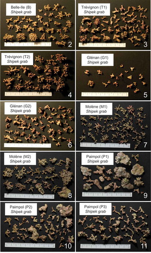 Figs 2–11. Examples of thallus morphology found within the subareas of the maerl beds of Belle-Ile (B), Trévignon (T1 and T2), Glénan (G1 and G2), Molène (M1 and M2) and Paimpol (P1, P2 and P3).