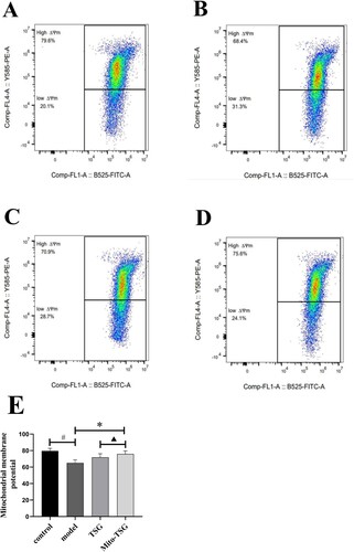 Figure 4. The changes of mitochondrial membrane potential in control group, model group, TSG group and Mito-TSG (mean ± SD, n = 10). (A) control group, (B) model group, (C) TSG group, (D) Mito-TSG group, (E) Changes in mitochondrial membrane potential in various groups. # P<0.05, comparison with control group; *P<0.05, comparison with model group;▴P<0.05, comparison with TSG group;