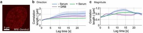 Figure 2. Spatial correlation of RNAP dynamics in the absence of serum, upon serum-stimulation and DRB treatment. a) Exemplary RNAP-Dendra2 stained nucleus. b) Directional and c) magnitudinal correlation length of RNAP over increasing time lag.