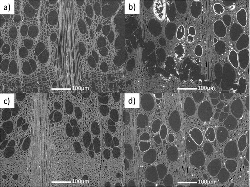Figure 4. SEM images of samples after exposure to fungi in: (a) the reference beech, (b) the mineralised beech, (c) the thermally modified beech, and (d) the thermally modified and mineralised beech.