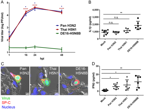 Fig. 6 Replication deficiency, increased cytokine induction and cell tropism of DE16-H5N8B in human lung tissue.A Tumor-free human lung tissue was infected with 2 × 105 PFU of IAV Pan H3N2, Thai H5N1 or DE16-H5N8B. At 1, 16, 24 and 48 hpi, supernatants of infected lung tissue were harvested and viral titers were determined by standard plaque titration assay. Mean values and standard errors of the means (SEM) from four independent experiments, each done in triplicate, are shown. Asterisks indicate significant differences between IAV strains Pan H3N2 (blue) or Thai H5N1 (red) compared to DE16-H5N8B at each indicated time point (Mann–Whitney U test; *p ≤ 0.05; **p ≤ 0.01; ****p ≤ 0.0001). B, D Tumor-free human lung tissue was infected with 1 × 106 PFU of IAV Pan H3N2, Thai H5N1 or DE16-H5N8B. Aliquots of infected lung culture supernatants 24 hpi were analyzed for the concentrations of IL1β (B) or IFNβ (D) in pg/ml by commercially available ELISA sets. Data points from three independent experiments done in biological duplicates are shown individually with mean values and standard deviation, respectively. Significance values between virus and mock infected samples are indicated by asterisks (one-way-Anova with Dunn’s multiple comparisons test; *p ≤ 0.05; **p ≤ 0.01). C Tumor-free human lung tissue was infected with 1 × 106 PFU of IAV Pan H3N2, Thai H5N1 or DE16-H5N8B. Virus (green) was typically detected in alveolar epithelial type II cells indicated by pro-SP-C (red). Lung structure was visualized by differential interference contrast (grey) and nuclei were counterstained using DAPI (blue). Scale bar 5 µm (panel C)