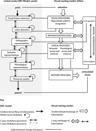 FIGURE 2 RAN processes compared with the Dual Route Cascade (DRC) model.