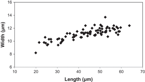 Fig. 62. Variation in length and width (n = 84 valves) of Afrocymbella barkeri sp. nov. from Lake Challa, measured in LM.