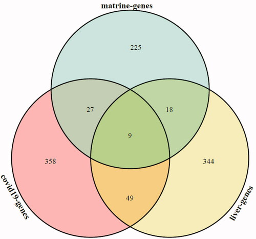 Figure 3. Venn analysis diagram of matrine and COVID-19 with liver injury. Green section represents the potential targets of matrine, red section represents the potential targets of COVID-19 and yellow section represents the potential targets of liver injury.