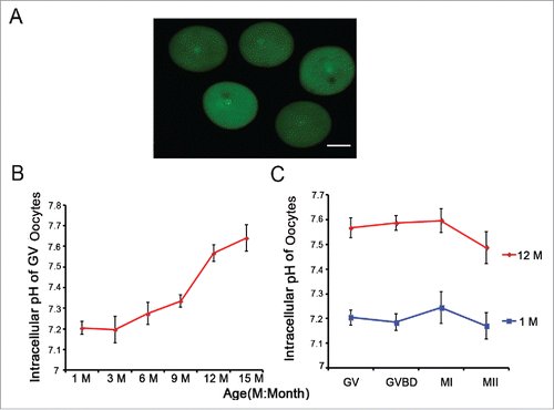 Figure 2. Aging leads to an increase in oocyte pHi. (A) Full-grown and denuded GV oocytes were incubated with BCECF-AM to determine the pHi. Scale bar, 30 μm. (B) Full-grown GV oocytes were released from the ovaries of mice of different ages and were then removed to low-lactate KSOM to stabilize for 15 min before their pHi values were measured. (C) Oocytes from 1- and 12-month-old mice represent the young and aged groups, respectively. Full-grown GV oocytes were cultured in M16 medium for 2-2.5, 7.5-8 and 16-17 h to reach GVBD, MI and MII stages, respectively. In B and C, each point represents between 47 and 120 oocytes from 4 to 8 replicates. Data are presented as the means ± SEM.