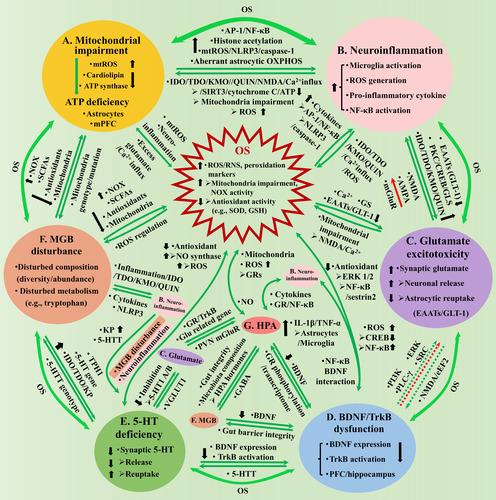 Figure 1 Os causes depression through inducing mitochondrial impairment (A), neuroinflammation (B), glutamate excitotoxicity (C), BDNF/TrkB dysfunction (D) and 5-HT deficiency (E) in the brain, and the MGB disturbance (F) and the HPA axis dysregulation (G). A. Mitochondrial impairment induces central ATP deficiency, through elevating mtROS and reducing cardiolipin and ATP synthase, with astrocytes derived and mPFC localized ATP deficiency closely associated with depression. OS and mitochondria have mutual influence through mtROS, neuroinflammation and excess glutamate induced Ca2+ influx (A-OS). B. Neuroinflammation is characterized by microglia activation, pro-inflammatory cytokine expressions, etc. OS/Mitochondria-neuroinflammation interaction (AB, B-OS): Excess ROS increases pro-inflammatory cytokines, through elevating histone acetylation and activating NLRP3/caspase-1, AP-1 and NF-κB, and aberrant astrocytic OXPHOS activity; neuroinflammation promotes IDO/TDO/KMO to generate QUIN that activates NMDA, increases glutamate, triggers Ca2+ influx, which causes cytochrome C release and reduces SIRT3 activity and ATP generation, or depolarizes mitochondria membrane and generates excess ROS. C. Glutamate excitotoxicity is characterized by central synaptic accumulation. Glutamate-OS interaction (C-OS): Excess ROS results in excitotoxicity through affecting Ca2+, GS and GLT-1 expression; excess glutamate impairs mitochondria through NMDA activation and Ca2+ influx. Neuroinflammation-glutamate interaction (BC): Neuroinflammation promotes excitotoxicity through increasing microglial release or blocking astrocytic reuptake, by downregulating GLT-1 or elevating GLS and QUIN; excess glutamate might increase pro-inflammatory cytokines through NMDA/AMPA receptors, but reduce the cytokines through mGluRs. D. BDNF/TrkB dysfunction is characterized by inhibited BDNF expression and TrkB activation (PFC/hippocampus). BDNF-OS interaction (D-OS): Excess ROS inhibits BDNF expression, through reducing CREB and elevating NF-κB activity; BDNF owns antioxidant property through TrkB, ERK1/2 and NF-κB/sestrin2, thus, the dysfunction promotes OS. Neuroinflammation-BDNF/TrkB interaction (BD): NF-κB mediates LPS-reduced BDNF expression through interacting with BDNF/TrkB; BDNF promotes TNF-α and IL-1β release by activating astrocytes and microglia. Glutamate-BDNF/TrkB interaction (CD): Excess glutamate might inhibit BDNF expression by activating extra-synaptic NMDA and eEF2; BDNF promotes the release or protects neurons against the excitotoxicity of glutamate, through PI3K, PLC-γ, ERK, etc., whose dysfunction weakens the influence correspondingly. E. Central 5-HT interacts with multiple aspects, whose deficiency attenuates the influence correspondingly: 5-HT presents antioxidant properties, while OS inhibits 5-HT through neuroinflammation and MGB disturbance (E-OS); Neuroinflammation inhibits 5-HT by promoting KP and modulating 5-HTT (BE); 5-HT inhibits glutamate transmission through 5-HT 1A/B receptor, which in turn regulates 5-HT function through VGLUT1 (CE); 5-HT promotes BDNF expression and TrkB activation, while BDNF affects 5-HTT function (DE). F. MGB disturbance is characterized by disturbed microbiota composition/metabolism. MGB-OS/mitochondria interaction (AF, F-OS): Microbiota affects ROS generation by modulating activities of NOX, SCFAs and antioxidants, and mitochondria metabolism; Mitochondrial genotype/mutation affects microbiota through mtROS. Neuroinflammation-MGB interaction (BF): MGB disturbance leads to gut inflammation, increases QUIN that damages BBB and results in neuroinflammation; Neuroinflammation disturbs microbiota homeostasis, through pro-inflammatory cytokines and NLRP3. BDNF-MGB interaction (DF): BDNF modulates intestinal barrier integrity; MGB disturbance reduces hippocampal BDNF expression. 5-HT-MGB interaction (EF): Microbiota disturbance inhibits 5-HT generation, by promoting intestinal/central KP, affecting 5-HT and TPH 1 gene expressions; 5-HTT genotype modulates microbiota composition. G. HPA axis interacts with multiple aspects, whose dysregulation attenuates the influence correspondingly: HPA affects ROS generation, mitochondria gene expression and metabolism through GRs, while NO mediates IL-1β and cholinergic stimulation of HPA (G-OS); HPA interacts with neuroinflammation through cytokines and GR/NF-κB signaling (BG); HPA affects glutamate release (through GR-TrkB interaction) and related gene expression (CG); GR activation reduces BDNF expression, while BDNF affects GR phosphorylation and rewrote glucocorticoid transcriptome (DG); HPA hormones increase intestinal barrier permeability and disturb microbiota composition, while MGB affects HPA through GABAergic activity (FG). AB, BC, CD, DE, EF and AF have indirect interaction through OS. AP-1 = activating protein-1; AMPA = α-amino-3-hydroxy-5-methyl-4-isoxazolepropionic; ATP = adenosine triphosphate; BDNF = brain-derived neurotrophic factor; CREB = cAMP responsive element binding protein; EAATs = excitatory amino acid transporters; eEF2 = eukaryotic elongation factor 2; ERK = extracellular signal-related kinases; GS = glutamine synthetase; GLS = glutaminase; Glu = glutamate; GLT-1 = glutamate transporter 1; IDO = indoleamine 2,3-dioxygenase; IL-1β = interleukin-1β; IL-6 = interleukin-6; KMO = kynurenine 3-monooxygenase; KP = kynurenine pathway; MGB = microbial-gut-brain; mPFC = medial prefrontal cortex; mtROS = mitochondrial ROS; NF-κB = nuclear factor kappa-B; NLRP3 = NOD-like receptor thermal protein domain associated protein 3; NMDA = N-methyl-D-aspartic acid; NOX = NADPH oxidase; OS = oxidative stress; OXPHOS = oxidative phosphorylation; PLC-γ = phospholipase C-γ; PKC = protein kinase C; PI3K = phosphatidylinositide 3-kinase; PVN = paraventricular nucleus; QUIN = quinolinic acid; RNS = reactive nitrogen species; ROS = reactive oxygen species; SCFAs = short-chain fatty acids; SIRT3 = sirtuin 3; SRC =sparse representation-based classification; TDO =tryptophan-2,3-dioxygenase; TPH = tryptophan hydroxylase; TNF-α = tumor necrosis factor-α; TrkB = tyrosine kinase B; TRYCATs = tryptophan catabolites; VGLUT1 = vesicular glutamate transporter 1; 5-HTT = serotonin transporter.