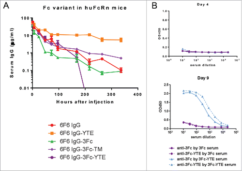 Figure 10. Pharmacokinetic profiles of 6F6 IgG Fc variants in human FcRn transgenic mice. (A) The serum levels for each of the IgG variants were determined by an ELISA. Each data point represents the average IgG concentrations in sera from 3 mice for up to 9 d. (B) 3Fc-YTE induced significant anti-antibody response in mice whereas 3Fc did not. In a direct ELISA, 6F6–3Fc and 6F6–3Fc-YTE were coated to an ELISA plate directly and subjected to detection with sera from mice injected with 6F6–3Fc or 6F6–3Fc-YTE, respectively. The sera of representative mice from both groups collected at day 4 (upper panel) and day 9 (lower panel) were used in the ELISA.