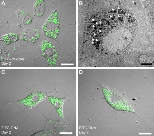 Figure 2 Microspheres localized in the cytoplasm of 3T3 cells.Notes: Differential interference contrast and fluorescence overlay image (A) and transmission electron micrograph (B) of 3T3 cells treated with FITC–dextran-containing microspheres (white arrows). Overlay images of 3T3 cells treated with FITC-DNA-containing microspheres at day 2 (C) and day 7 (D). Scale bars are 20 µm in (A), (C), and (D), and 5 µm in (B).Abbreviations: FITC, fluorescein isothiocyanate; M, microspheres.