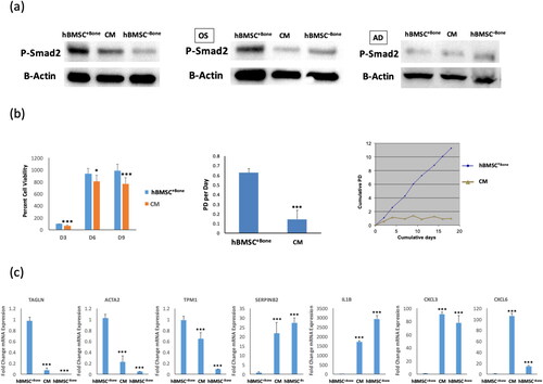 Figure 2. hBMSC+Bone treated with conditioned medium from hBMSC−Bone cells exhibit low cell proliferation rate and inactivation TGFβ signaling pathway. (a) Western blotting for P-SMAD2 in hBMSC−Bone, hBMSC+Bone cultured in conditioned medium from hBMSC−Bone for 10 days (CM), and hBMSC+Bone (upper panel), whereas β-Actin (ACTB, lower panel) was used as a loading control, under different treatment conditions, non-induced (left panel), osteogenic induced (middle panel), and adipogenic induced (right panel). (b) Cell viability measured using AlamarBlueTM assay for hBMSC+Bone and CM cells on days 3, 6 and 9 (left panel). Cell proliferation rate is shown as population doubling (PD) per day for hBMSC+Bone and CM cells (middle panel). Short-term growth curve showing cumulative PD over the 18-day culture of hBMSC+Bone and CM cells (right panel). (c) qRT-PCR performed for TGFβ responsive genes including TAGLN, ACTA2, TPM1, SERPINB2 and IL1β, in addition to CXCL3 and CXCL6 for hBMSC+Bone, CM and hBMSC−Bone. The expression of each target gene was normalized to the expression of GAPDH. Data are shown as mean values ± SD of three independent experiments, *p < 0.05; **p < 0.005, ***p < 0.0005.