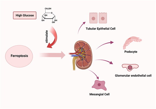 Figure 1. In diabetic nephropathy, high glucose stimulates ferroptosis in kidney cells including tubular epithelial cells, podocytes, glomerular endothelial cells, and mesangial cells.