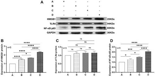 Figure 9 Blot and expression of relative protein in heart tissue in the four groups of mice (n = 3). (A) HMGB1, TLR4, NF-κB p65 protein; (B) expression of HMGB1 protein; (C) expression of TLR4 protein; (d) expression of NF-κB p65 protein. (A) Control; (B) PD-1 inhibitors; (C) Irradiation; (D) PD-1 inhibitors + irradiation. nsP>0.05, *P<0.05, ***P<0.001, ****P<0.0001.