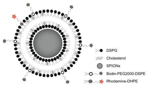 Figure 1 Schematic representation of a multimodal SPION-based biotinylated magnetoliposome.Abbreviations: SPIONs, superparamagnetic iron oxide nanoparticles; DSPG, 1,2-Distearoyl-sn-glycero-3-phospho-rac-glycerol, sodium salt; Biotin-PEG2000-DSPE, 1,2-distearoyl-sn-glycero-3-phosphoethanol-amine-N- [biotinyl (polyethylene glycol)2000]; Rhodamine-DHPE, Lissamine™ rhodamine B 1,2-dihexadecanoyl-sn-glycero-3-phosphoethanolamine, triethylammonium salt.