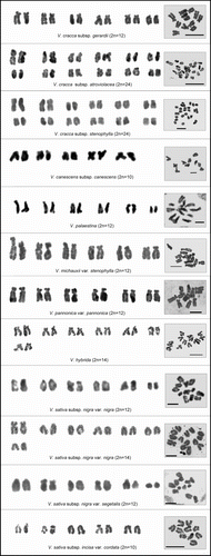 Figure 1 Karyotypes and metaphase plates of the Vicia species studied. Scale bar = 10 μm.