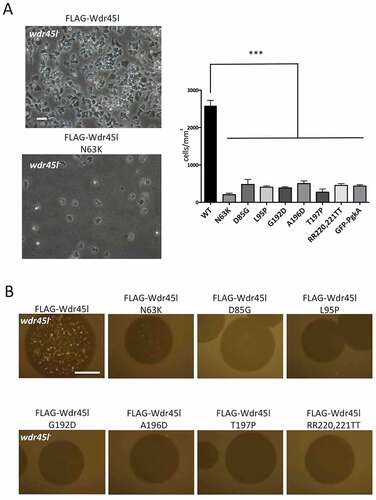 Figure 9. Functional analysis of the mutated forms of Wdr45l.