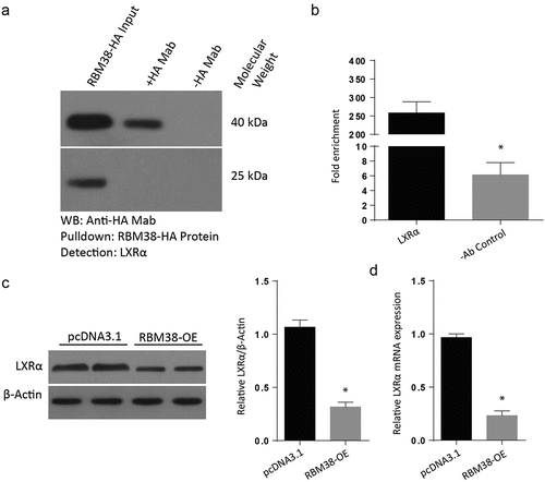 Figure 4. RBM38 binds with LXRα mRNA to inhibit its expression